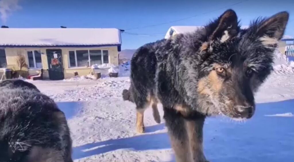 the fur of local dogs in northern China to be frosted white from the cold