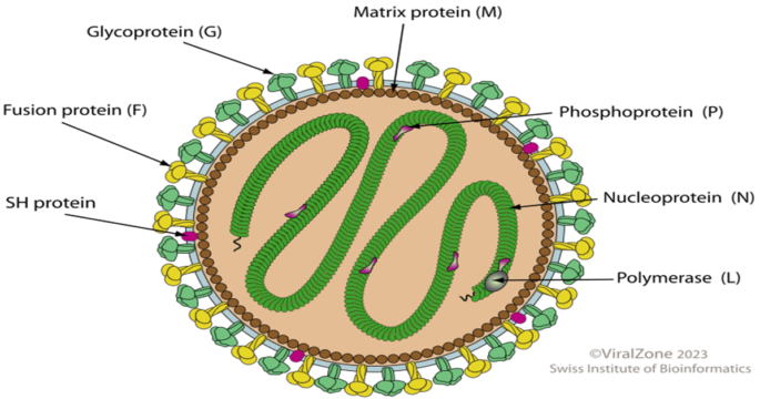 Metapneumovirus virion image