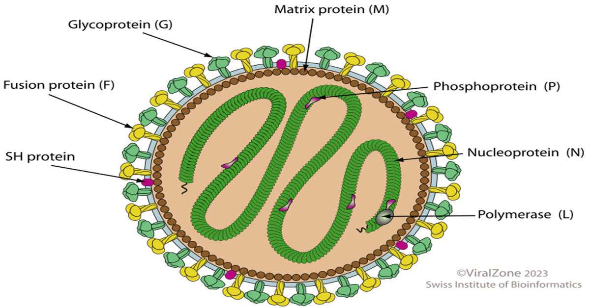 Metapneumovirus virion image