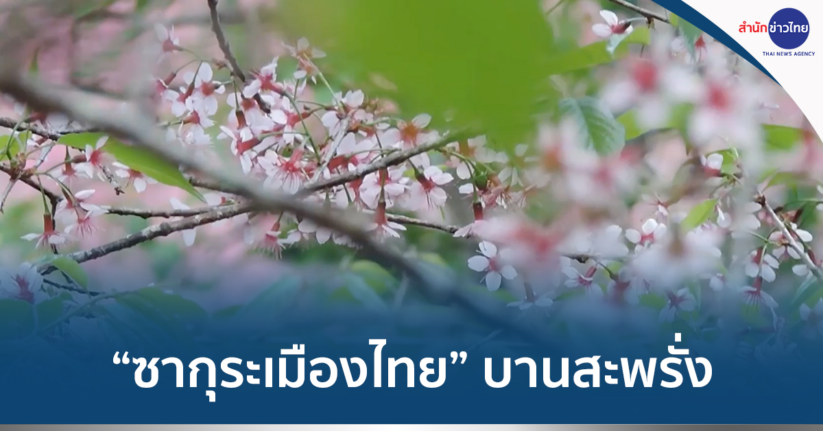 ซากุระเมืองไทย