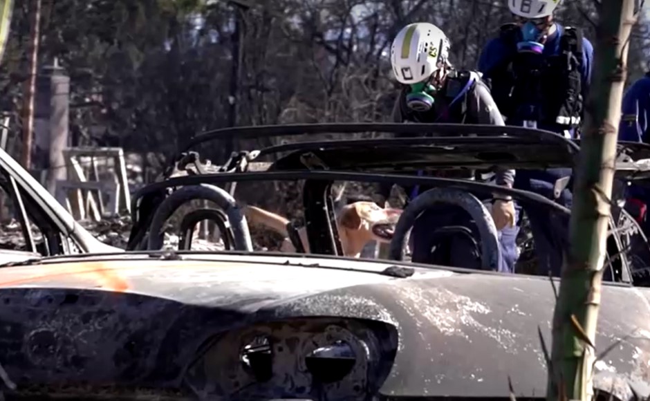 rescuers and dog comb through rubble of homes destroyed by wildfire