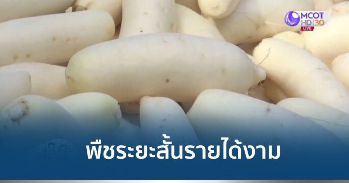 ปลูกหัวไชเท้า