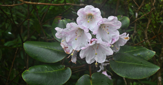 new found Rhododendron in China