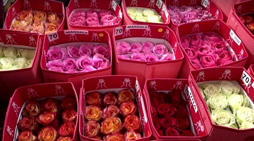 Ecuador's boxes of roses