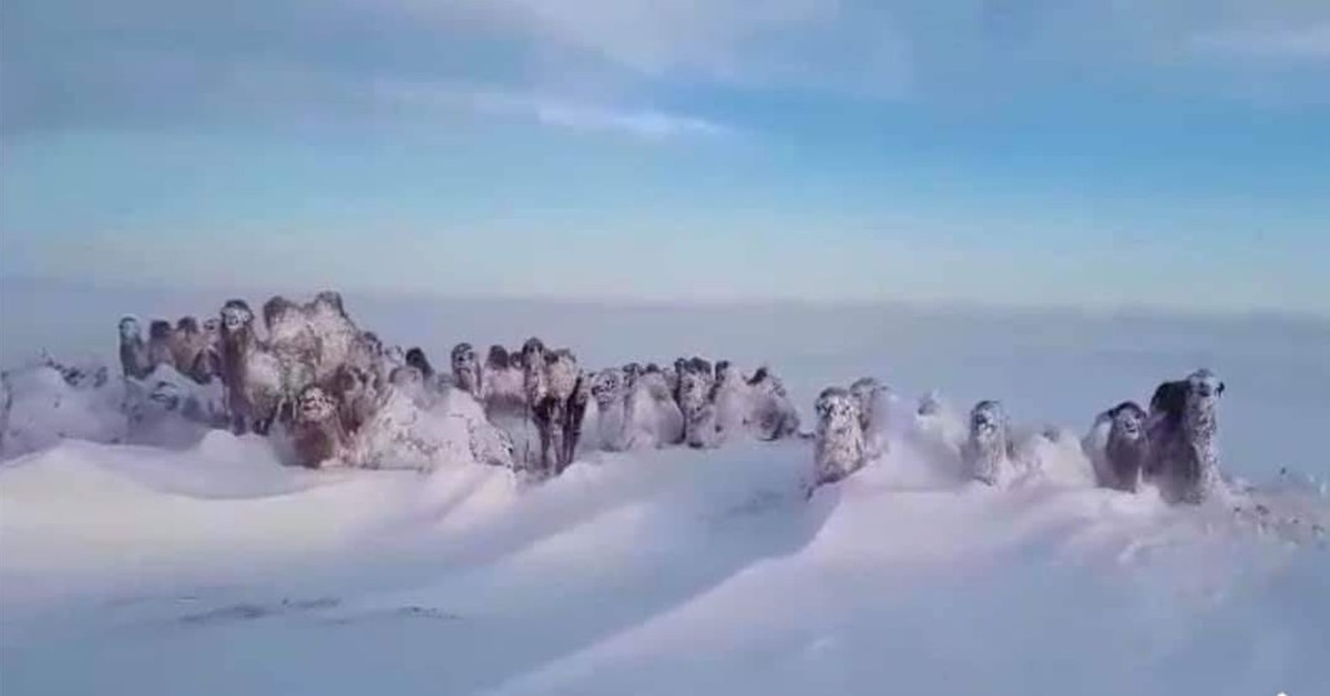 snow storm hits Mongolia in May 2019