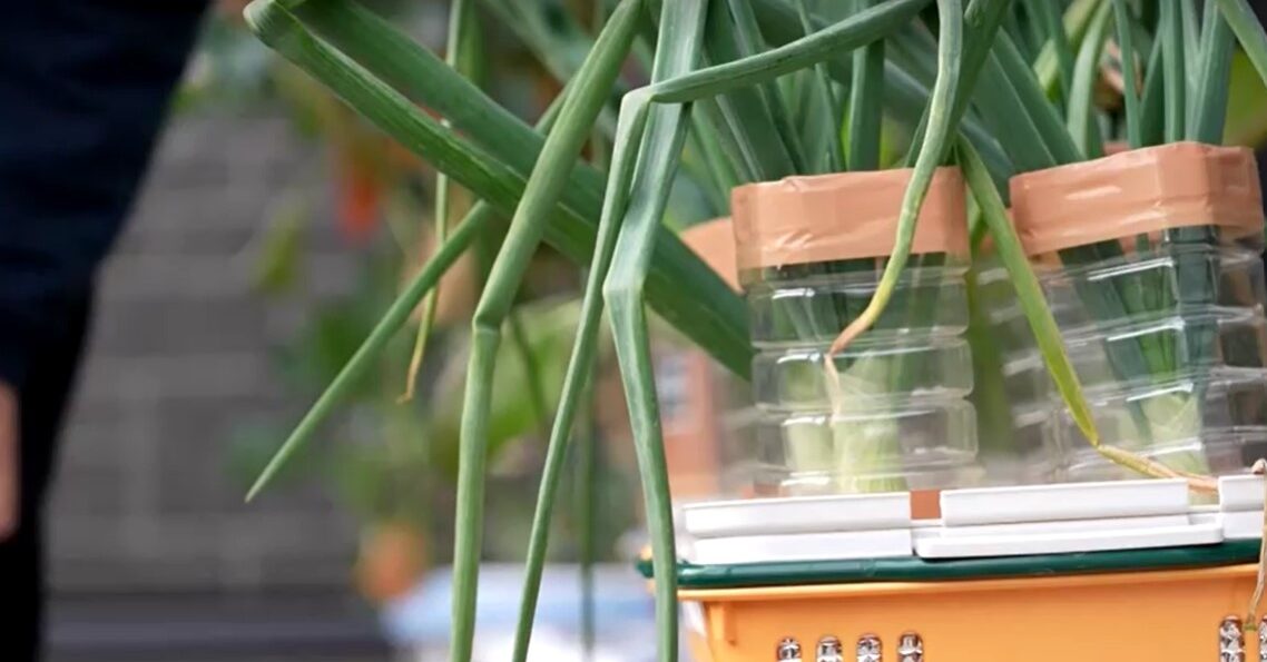 Japanese grow their own produce to fight soaring food prices