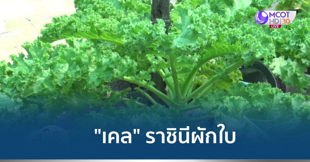 ปลูกผักเคล