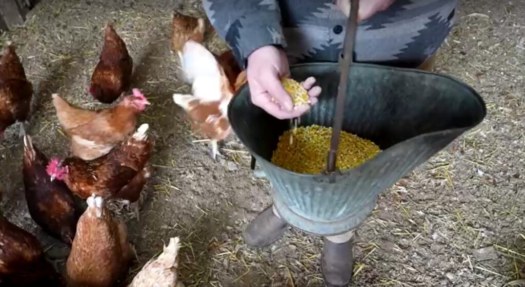 farmer feeds chicken