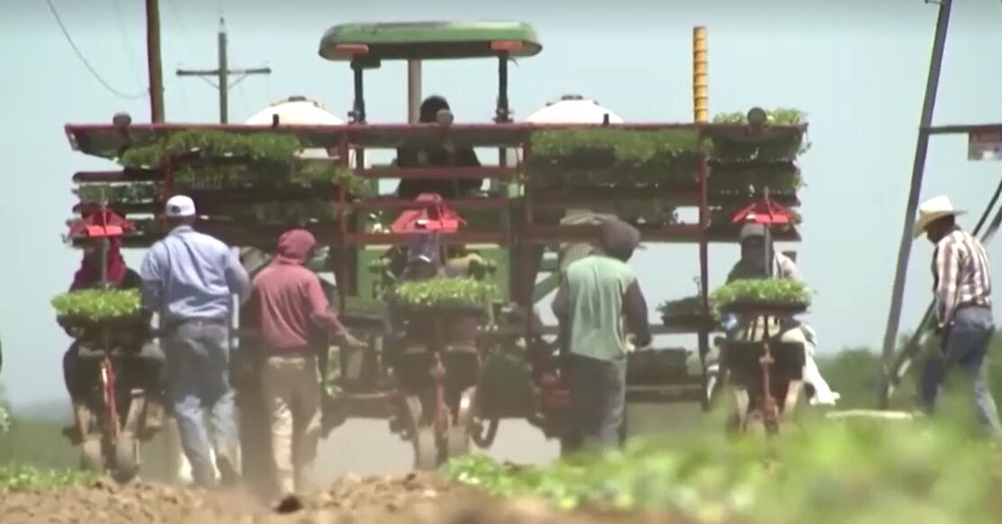 farmers follow harvesting vehicle