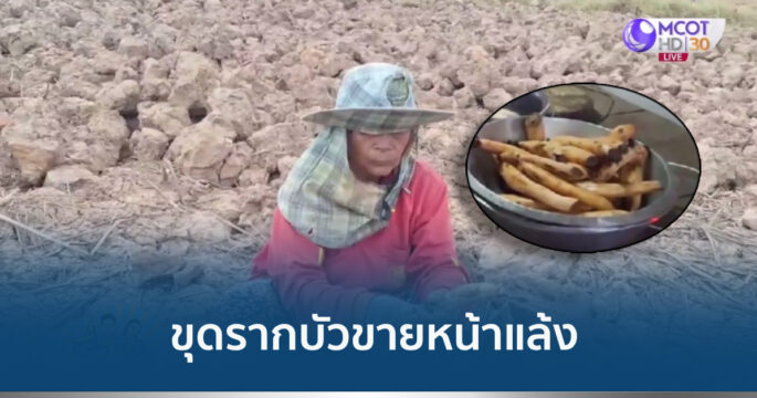 รากบัว