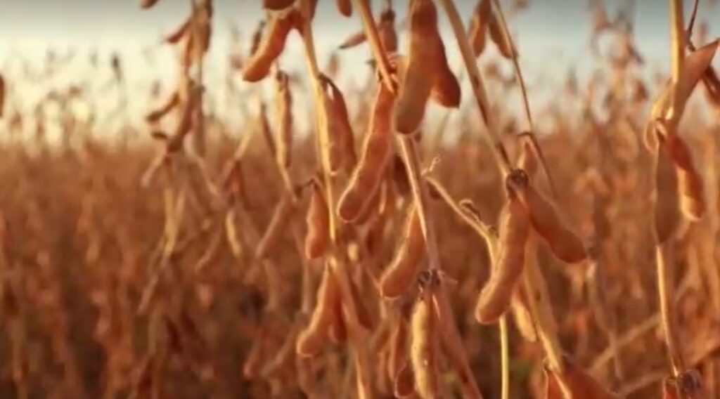 soybean plants