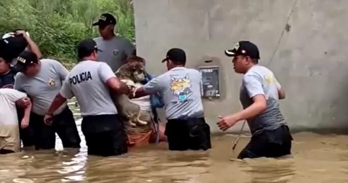 Rescue teams retrieve people and pets from floods in central Peru edit