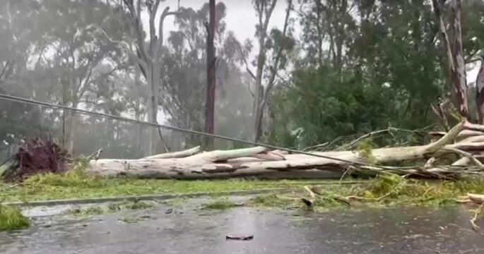 power line downed by fallen trees in Australia