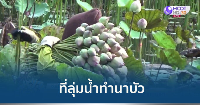 นาบัว