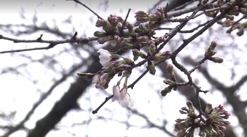 Cherry blossom season starts in Tokyo