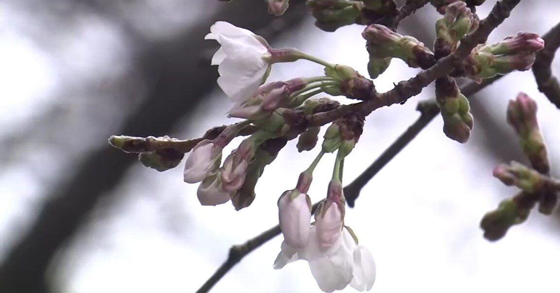 Cherry blossom season starts in Tokyo