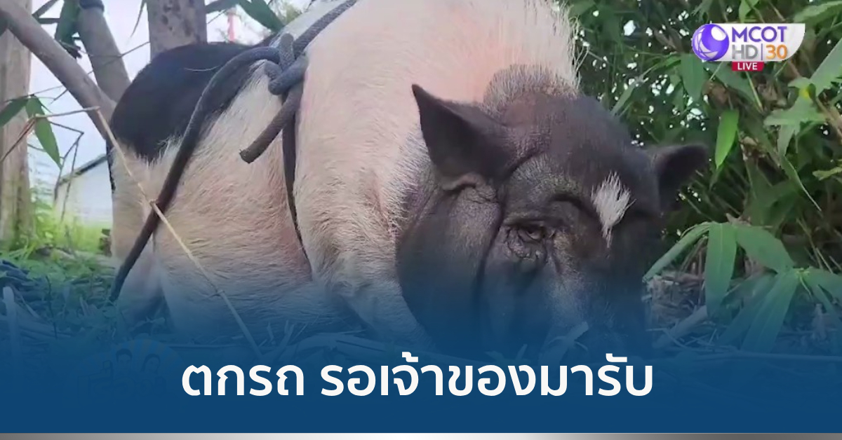 หมูแคระตกรถ