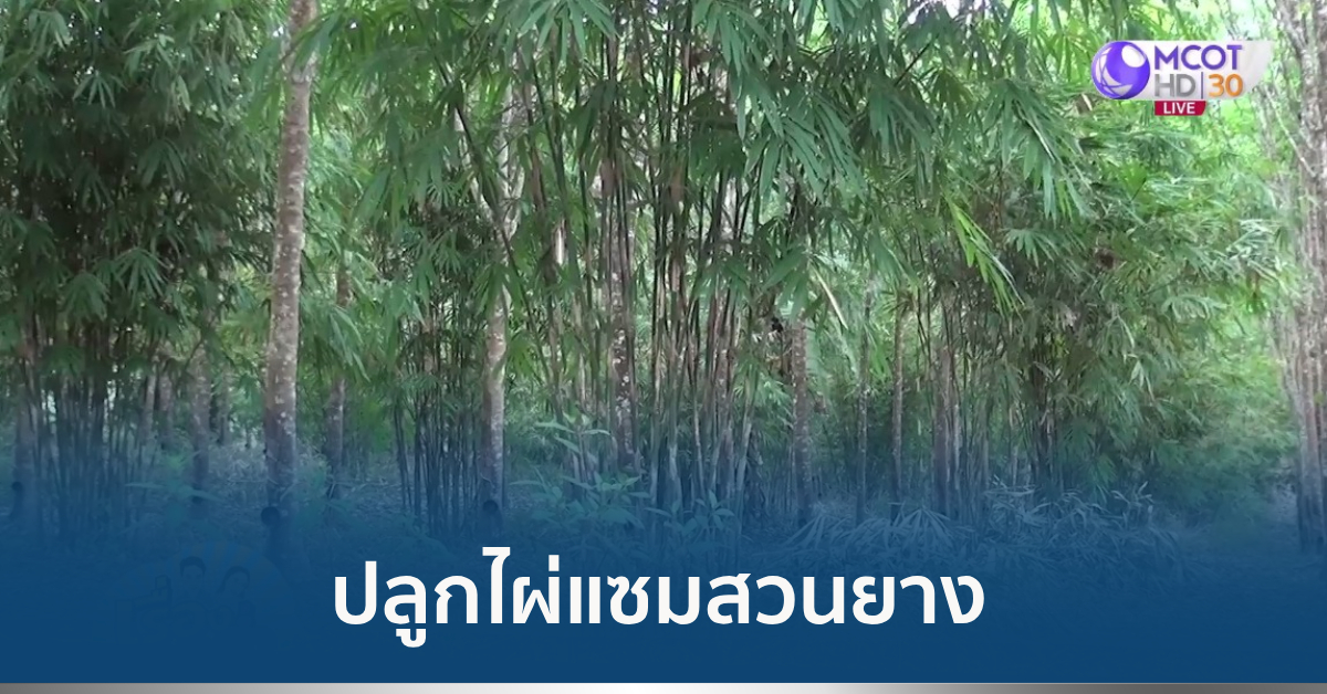 ปลูกไผ่แซมสวนยาง