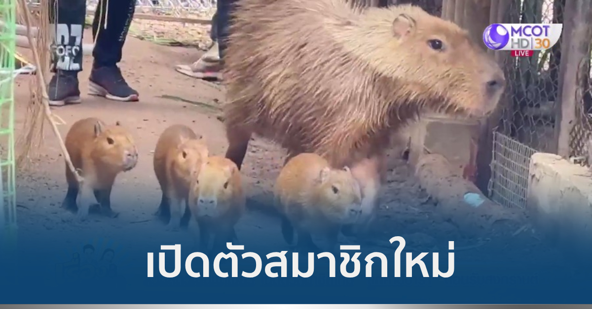 ลูกคาปิบารา