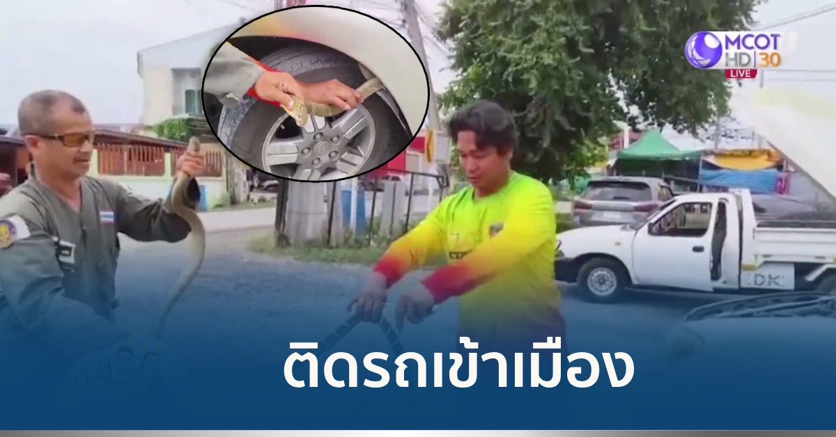 งูเข้ารถ