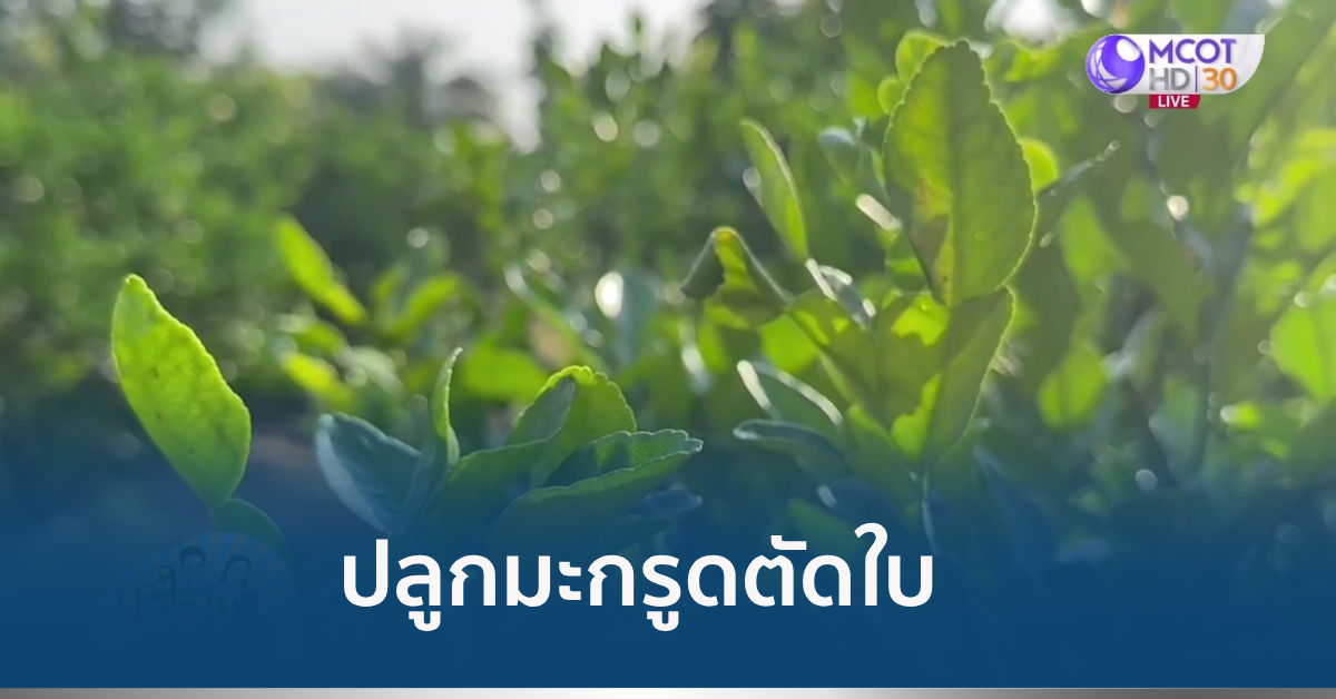 ปลูกมะกรูด