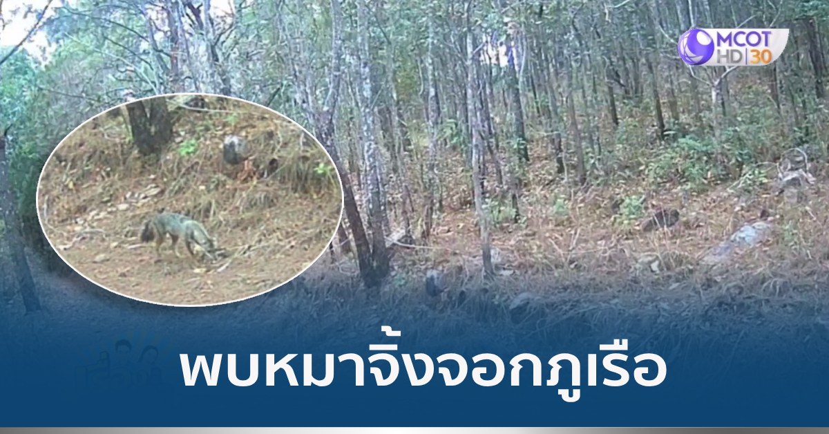 หมาจิ้งจอกภูเรือ