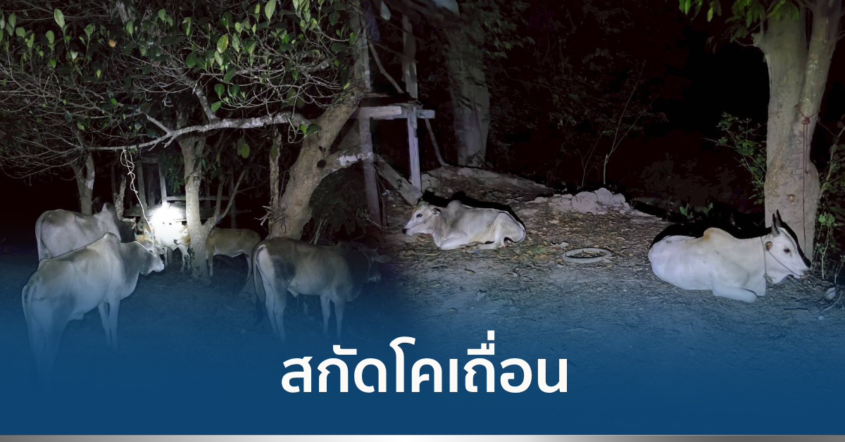 โคเถื่อน