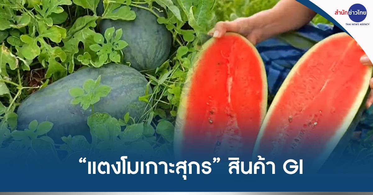 แตงโมเกาะสุกร
