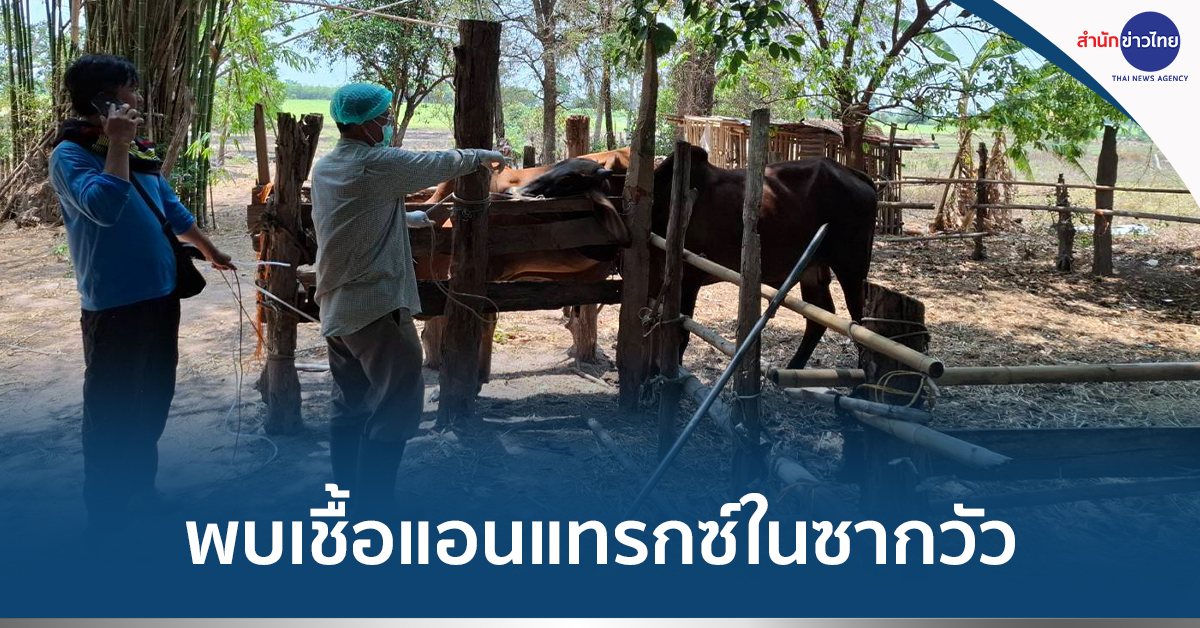 เชื้อแอนแทรกซ์ในซากวัว