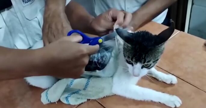 Costa Rica authorities catch cat smuggling drugs into prison