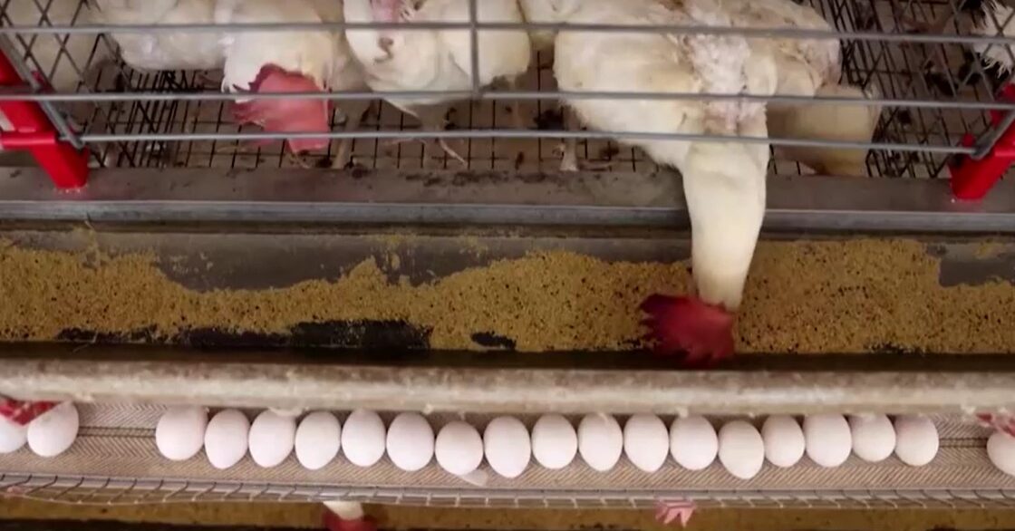 commercial poultry farm in Brazil