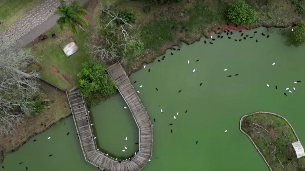 Aerial view of wild birds in Brazil's zoo where bird flu spreads