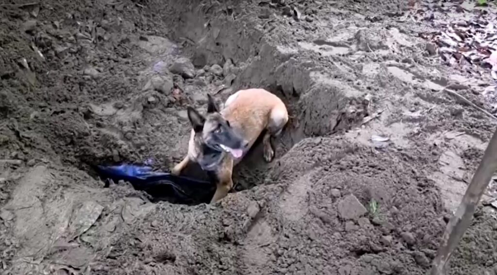 dog discovers cocaine buried in Colombia