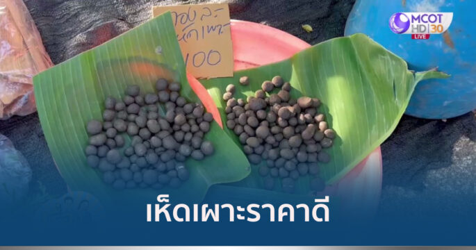 เห็ดเผาะ