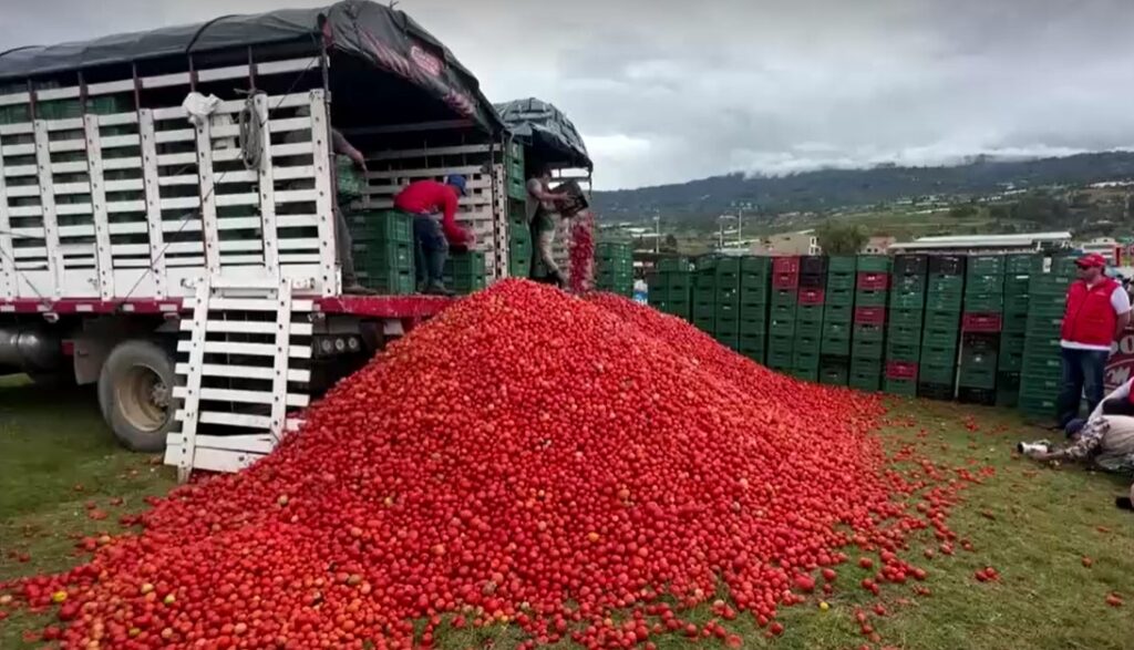 Tomatoes for Colombia's Gran Tomatina festival