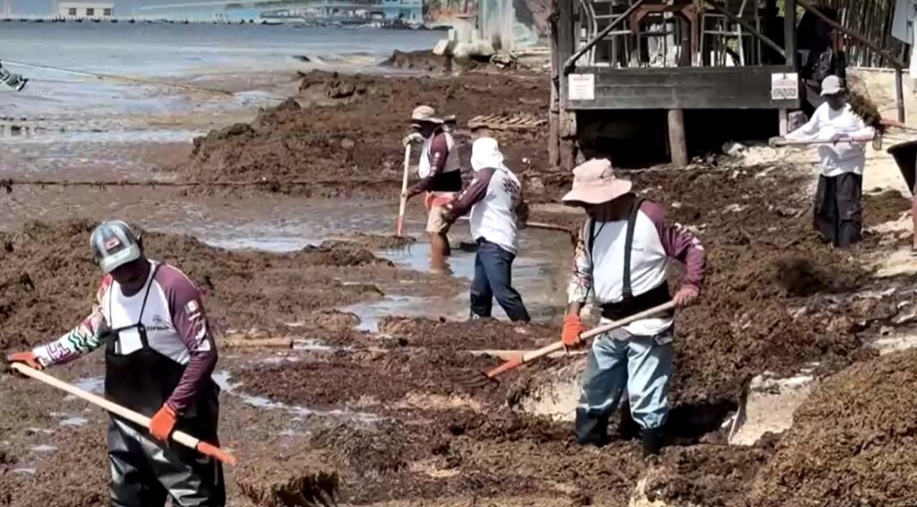 workers remove pile of seaweed from Mexico's beach