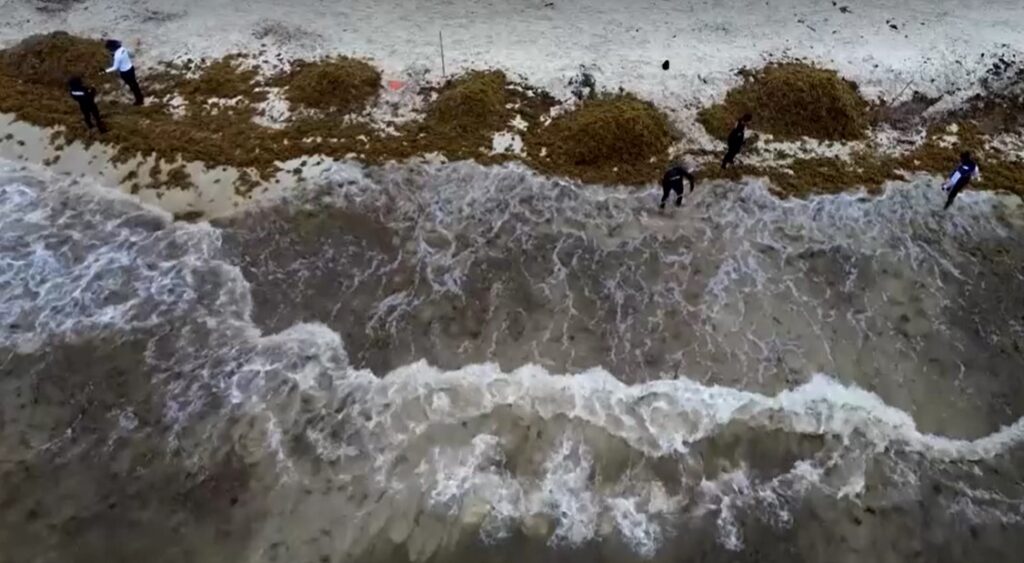 Drone views show seaweed plaguing Mexico's Caribbean coast
