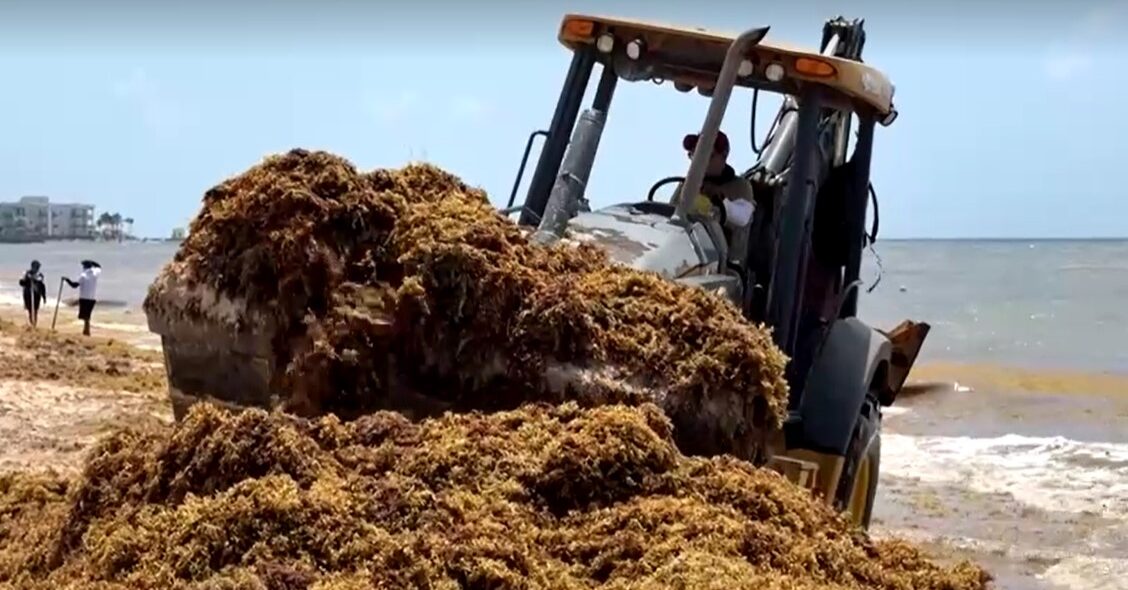 worker uses bulldozer remove pile of seaweed from Mexico's beach