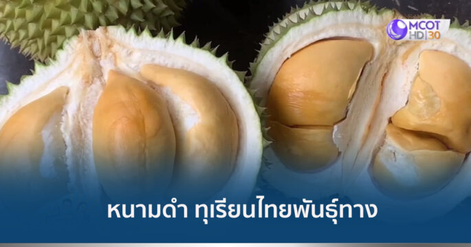ทุเรียนหนามดำ
