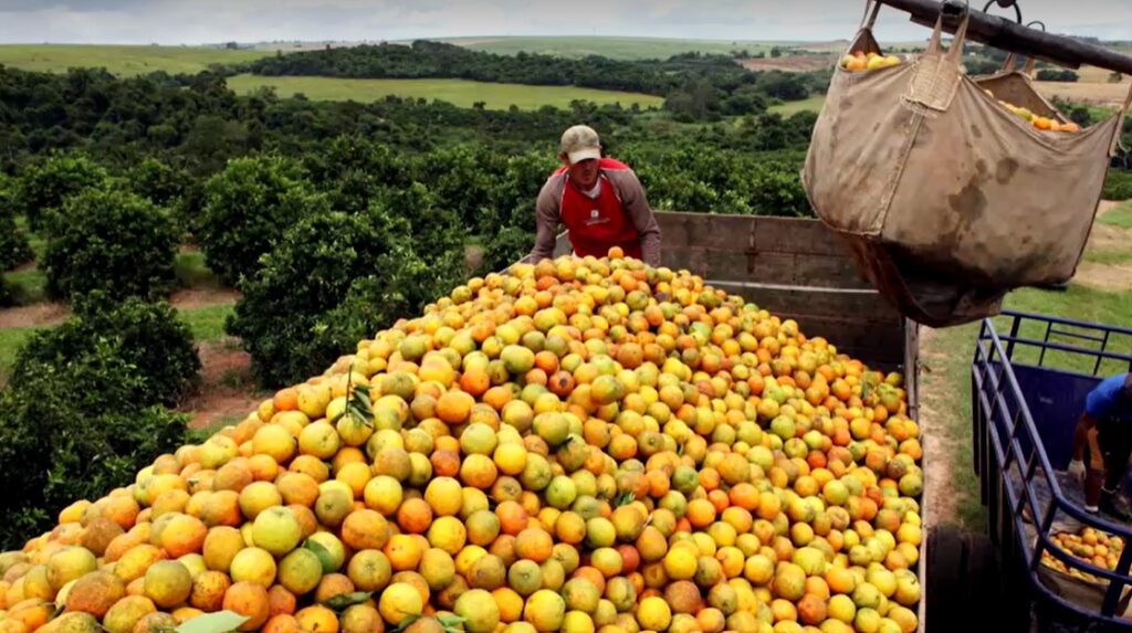 workers in Brazil's orange farm