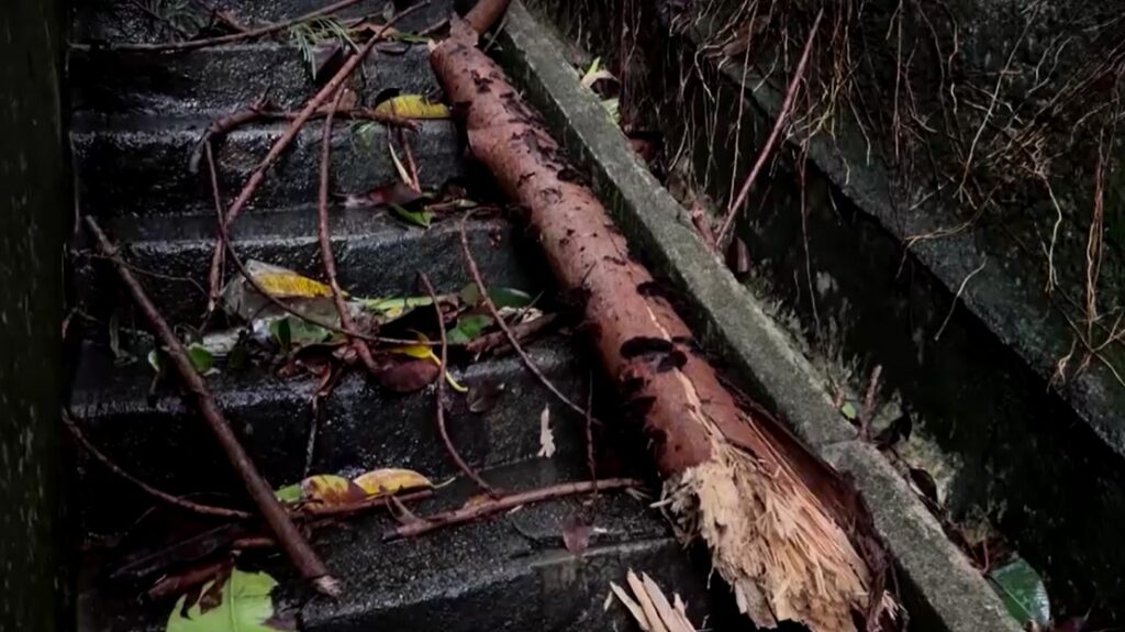 Typhoon Wipha topples trees in Hong Kong