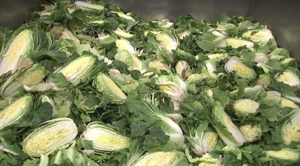 cabbages in South Korea