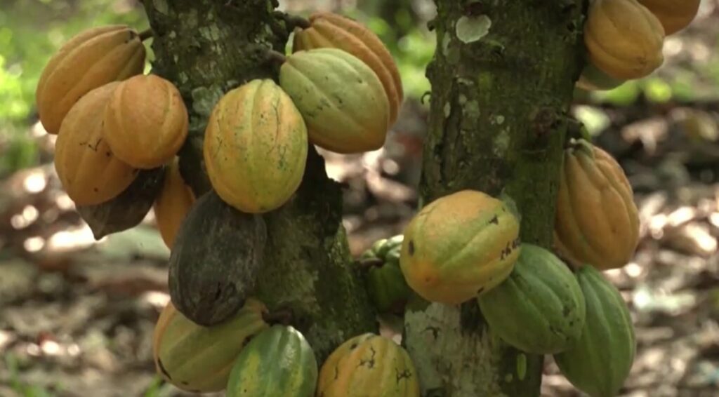 cacoa pods in Ghana