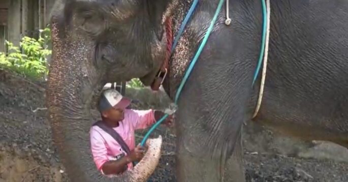 Elephant in Surin Province with mahout