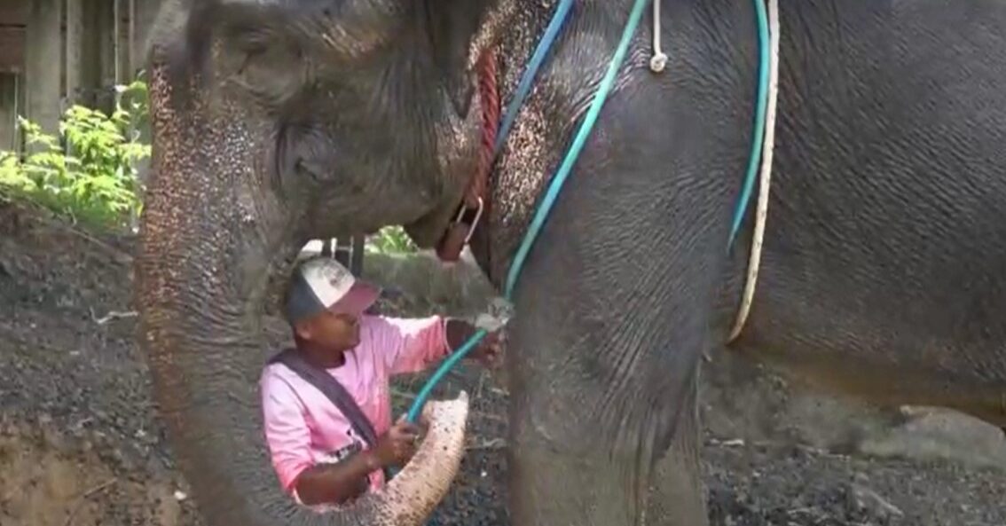Elephant in Surin Province with mahout