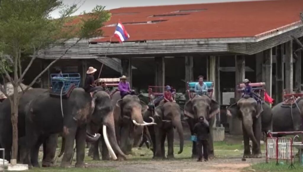 Elephants in Surin Province