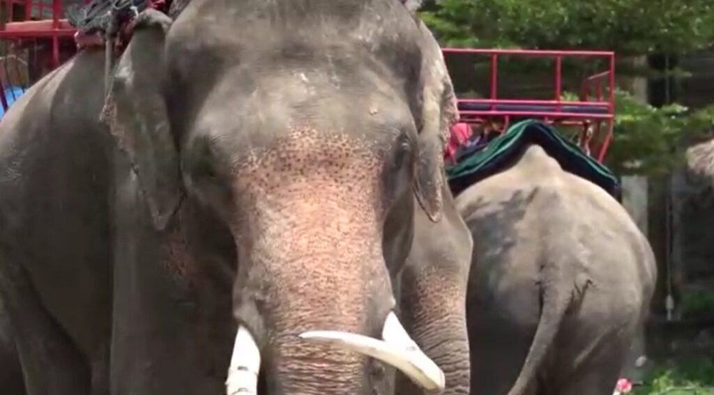 Elephants in Surin Province