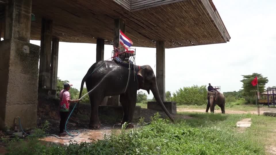 Elephant in Surin Province with mahout