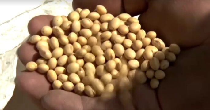 soybeans in hand