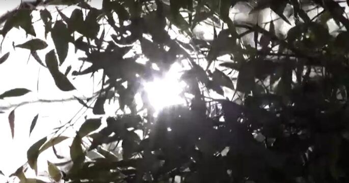 sunlight through tree's leaves
